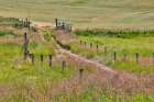 USA, Washington State, Palouse. Two lane dirt road surrounded by fence Art Print